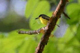 Bird in Gamboa, Panama – Best Places In The World To Retire – International Living